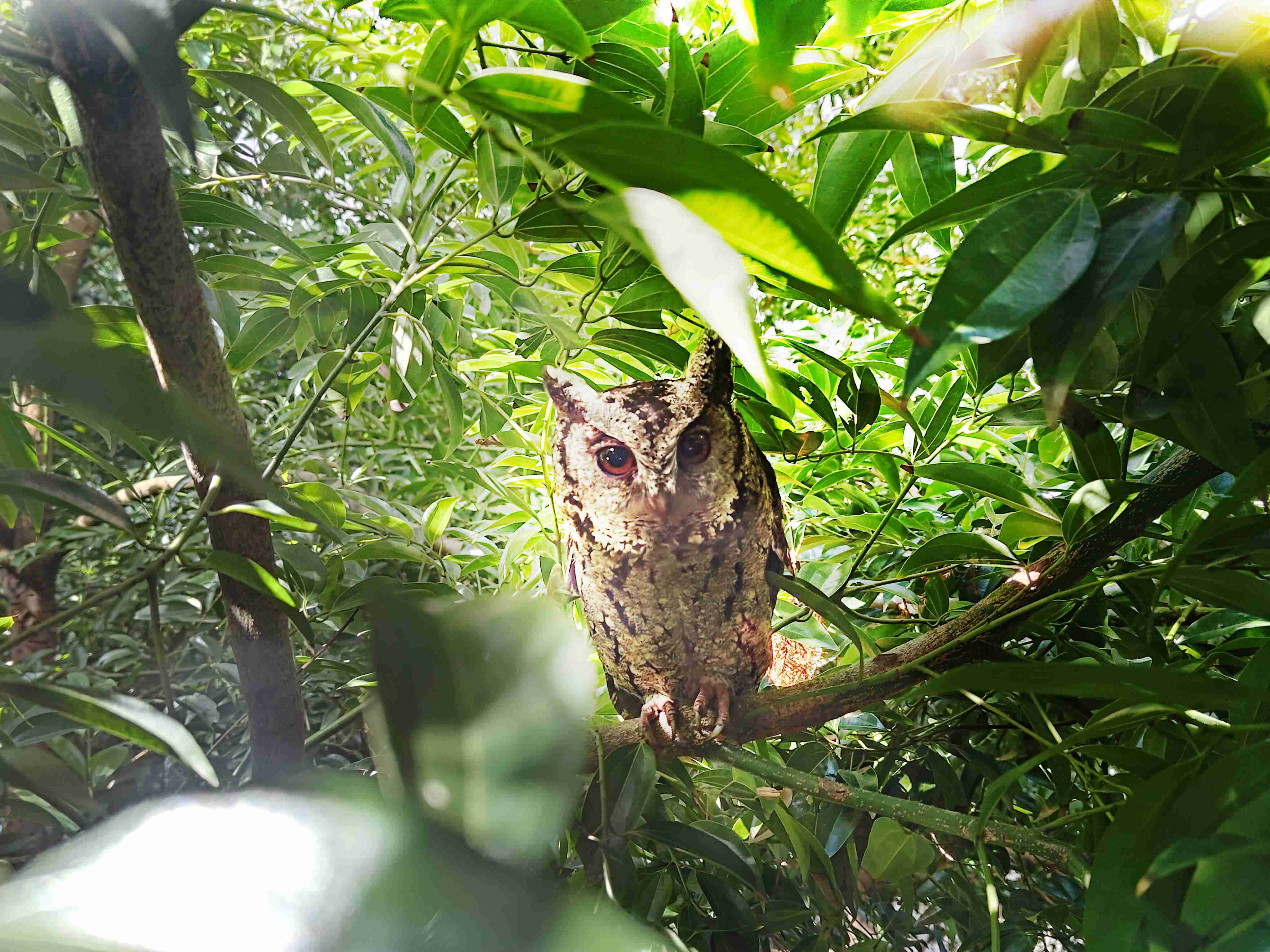 尊龙z6致力提倡净零绿生活，，16年以来在全球各厂区植树逾百万棵，，，造就各厂区树木蔚然成林，，犹如森林工厂，，，，成为许多生物的栖息地